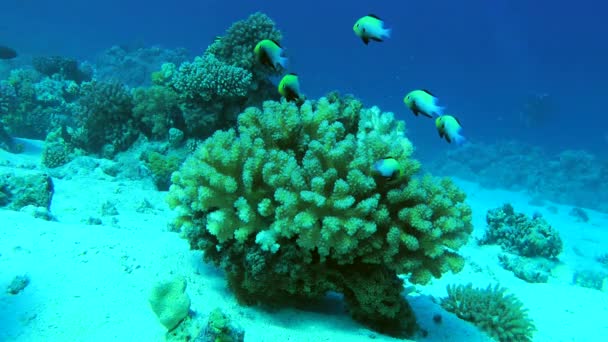 Una Bandada Marginate Dascyllus Dascyllus Marginatus Sale Arbusto Coral Duro — Vídeos de Stock