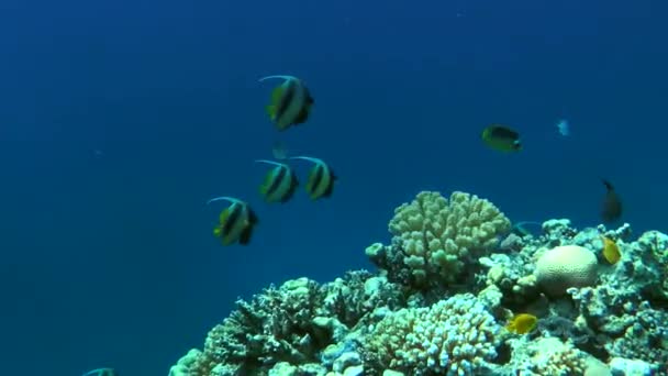 Vörös Tengeri Bannerfish Heniochus Intermedius Egy Csoportja Korallzátony Szélén Lóg — Stock videók