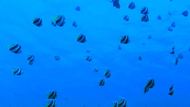 Stor Ansamling Skolbannerfish Heniochus Diphreutes Flyter Långsamt Mot Den Blå — Stockvideo