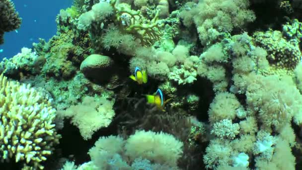 Sepasang Anemonefish Twoband Amphiprion Bicinctus Berenang Perlahan Dekat Anemon Laut — Stok Video