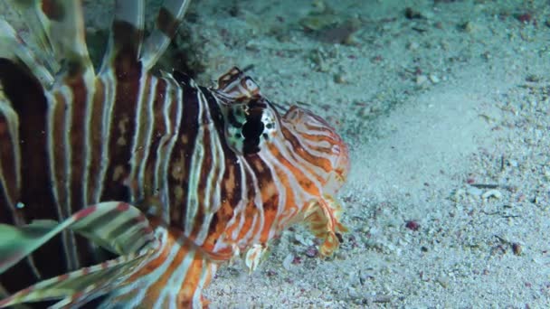 Lionfish Comum Pterois Volitans Peixe Encontra Fundo Rola Olhos Lentamente — Vídeo de Stock