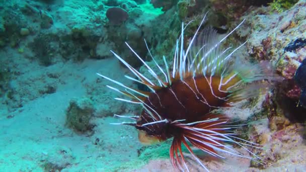Dark Red Radial Firefish Clearfin Lionfish Pterois Radiata Lies Rock — Stock Video