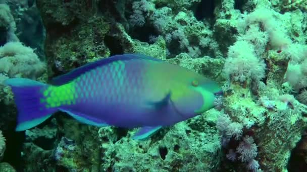 Рыба Попугай Chlorurus Gibbus Кусает Твердые Кораллы Мощными Зубами Поисках — стоковое видео