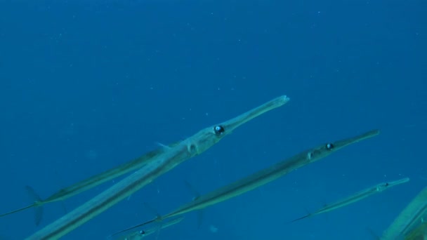 在被太阳光穿透的蓝色水柱的背景下 有一小群蓝斑鳕鱼在缓慢地游动 这是它的特写 — 图库视频影像