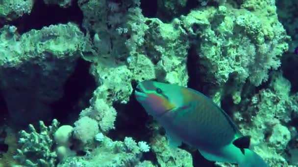 鮮やかな色のオスのヘビくちばしのオウム科の魚 クロルルス ギブス 食物を求めて強力な歯を持つ硬いサンゴを噛み クローズアップします — ストック動画