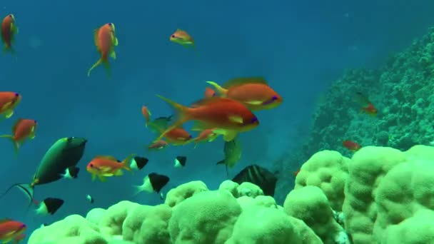 紅オレンジ色の海の金魚やライリテール アンティアス Pseudanthias Squamipinnis の群れと硬いサンゴの上の外科医の魚 青い水の列に対して まだカメラ — ストック動画