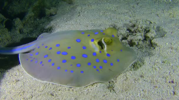 蓝斑Stingray Taeniura Lymma 扫描沙底寻找食物 — 图库视频影像