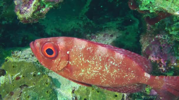 日中は ムーンテール ブルズアイ プラカントス ハムラー はサンゴ礁の日陰に隠れ 隠れ場所から遠く離れてはいない — ストック動画