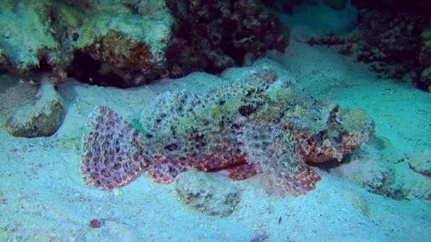 Tassled Skorpionfisk Scorpaenopsis Oxycephala Ligger Sandbotten Bland Koraller Och Ändrar — Stockvideo