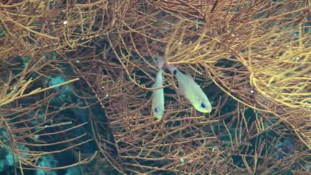 Kilka Orangelined Cardinalfish Archamia Fucata Wśród Gałęzi Gorgońskiego Korala Zbliżenie — Wideo stockowe