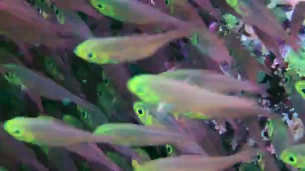 ピグミー スイーパー Parapriacansus Ransonneti の巨大な凝集体の魚は 継続的なブラウン運動を形成し クローズアップ — ストック動画