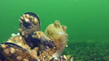 Ascidia Sea üzümleri (Molgula euprocta) yeşil su sütunun arka planına karşı midyelerle kaplı bir kaya üzerinde.