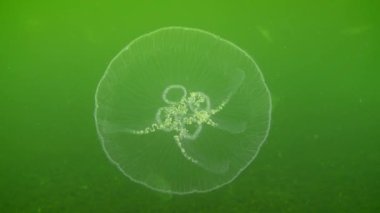 Genel denizanası ya da ay anası (Aurelia aurita), aşağıdan bakıldığında yeşil suyun arka planında yavaşça küçülür..