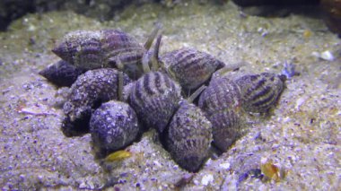 Ölü balıklar çok sayıda Ağlı Köpek Whelk (Nassarius reticulatus) gastropodlarını çeker..