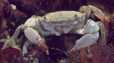 Grapsoid Yengeci (Brachynotus sexdentatus) bir midye yerleşimi, ön görüş, yakın çekim.