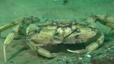 Kumlu deniz tabanında büyük yeşil yengeç (Carcinus maenas), yakın plan..