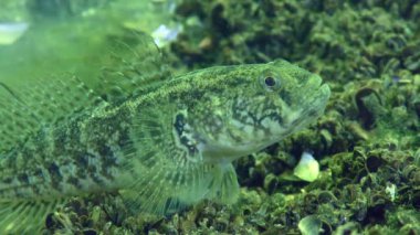 Üreme Çimeni Goby (Zosterisessor ophiocephalus): dişi, yakın plan.