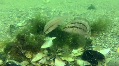 Üreme Gri grasse (Symphodus cinereus): dişi yumurtalarını bırakmak için yuvaya dalıyor, sonra erkek dalıyor ve döllüyor..