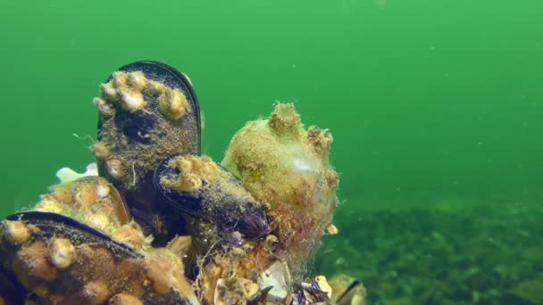 Ascidia Sea Üzümleri Molgula Euprocta Yeşil Sütunun Arka Planına Karşı — Stok video