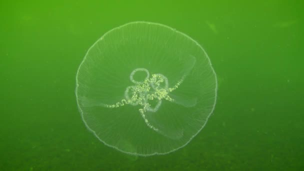 Medusa Comune Gelatina Lunare Aurelia Aurita Sta Lentamente Restringendo Uno — Video Stock