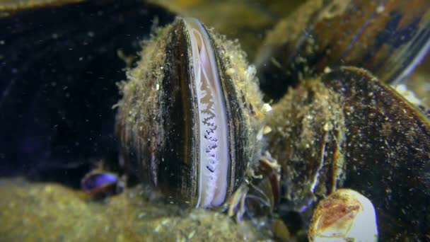 白化贻贝 Mytilus 外壳阀门之间可见地幔的白色边缘 — 图库视频影像