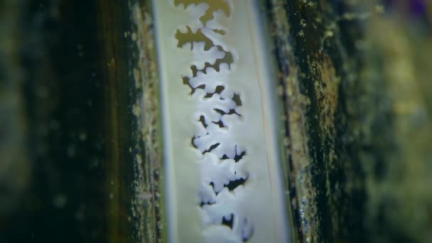 Albino Miesmuschel Mytilus Filtert Wasser Weiße Auswüchse Des Mantels Sind — Stockvideo