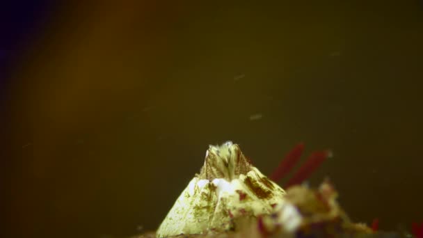 藤壶或海湾藤壶 Amphibalance Improvisus 开始移动它的腿来过滤水 极端的特写 后视镜 — 图库视频影像