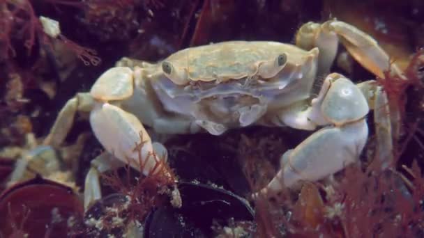 贻贝聚落上的Grapsoid Crab Brachynotus Sexdentatus 前视图 — 图库视频影像