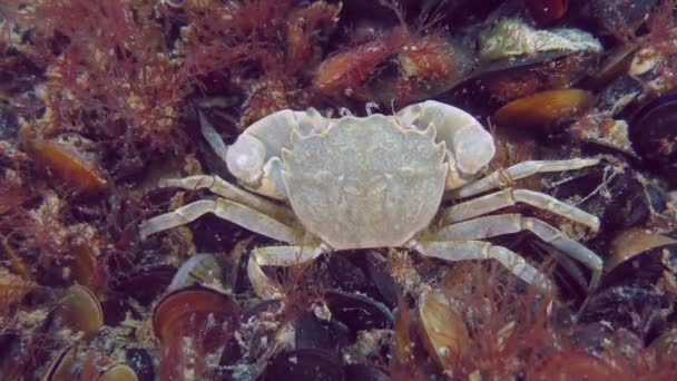 Grapsoid Crab Brachynotus Sexdentatus Οικισμό Μυδιών Κατάφυτο Κόκκινα Φύκια Οπίσθια — Αρχείο Βίντεο