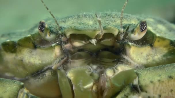 大型绿螃蟹或滨蟹 Carcinus Maenas 的肖像 特写特写 — 图库视频影像