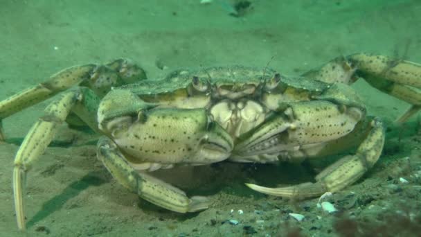 沙质海底的大型绿蟹或海岸蟹 Carcinus Maenas 特写镜头 — 图库视频影像