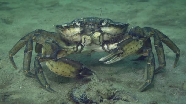 在沙质海底的绿螃蟹或海岸蟹 Carcinus Maenas 是最危险的外来海洋物种之一 — 图库视频影像