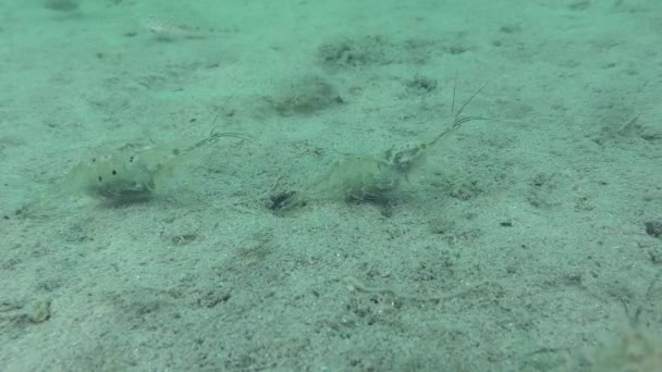 繁殖的波罗的海对虾 Palaemon Adspersus 几只雌性 腹部有卵 底部有沙 — 图库视频影像
