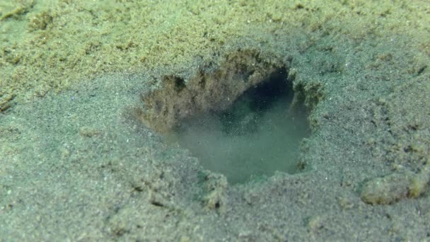 Lugworm Arenicola Marina Shoots Stream Water Sand Hole — Stock videók
