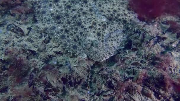 地中海土拨鼠 Scophthalmus Maximus 栖息在被贻贝和红藻覆盖的底部 缓慢地放大鱼的眼睛 — 图库视频影像