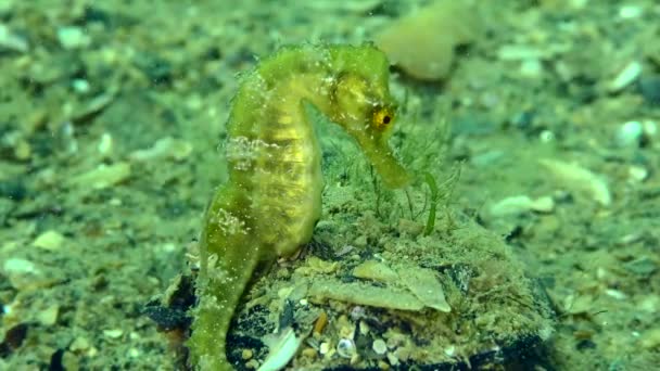 Langschnauzenseepferdchen Hippocampus Guttulatus Ein Smaragdfarbenes Seepferdchen Dessen Schwanz Einem Stein — Stockvideo