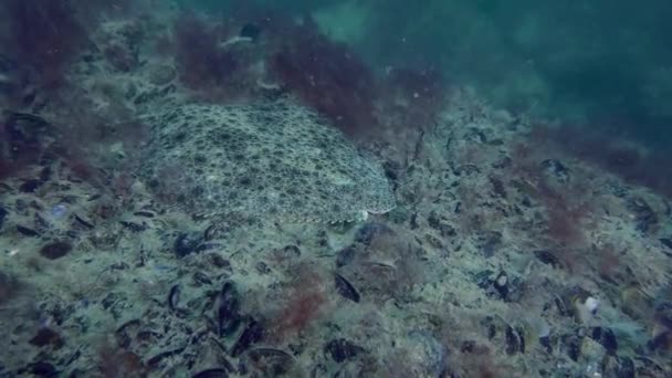 Pregado Scophthalmus Encontra Fundo Coberto Com Mexilhões Algas Vermelhas Lento — Vídeo de Stock