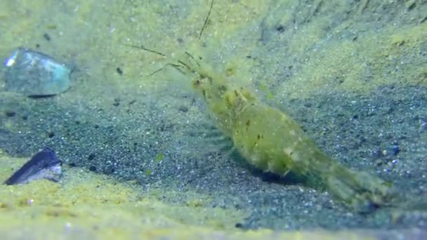 Inhabitants Anchor Trail Baltic Prawn Palaemon Adspersus Searches Food Freshly — Stock Video