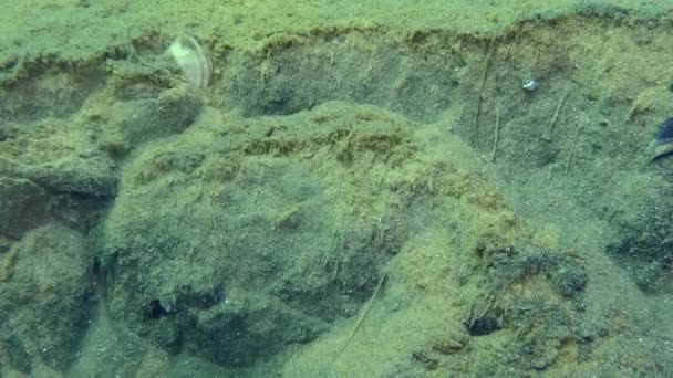 锚地的居民 沙子缓缓流入锚地形成的沟槽 揭示出生活在其上层的无脊椎动物 — 图库视频影像