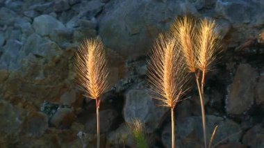 Serpent Adası 'ndan Flora kayalık zeminin arka planına karşı yabani mısır gevreğinin kuru kulakları. Karadeniz, Ukrayna.