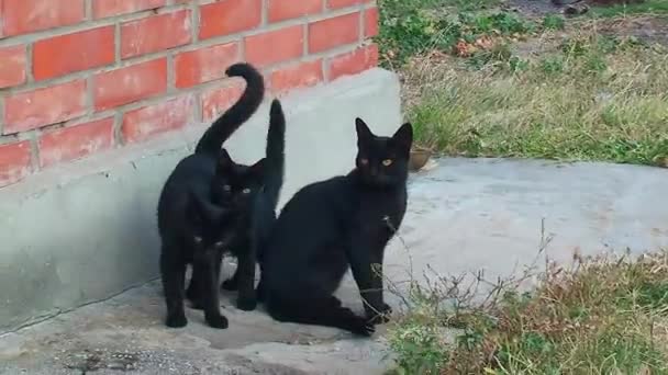 Patio Del Faro Snake Island Siempre Podían Ver Gatos Negros — Vídeos de Stock