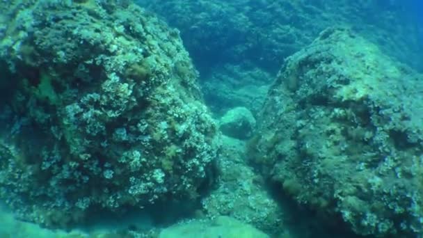 Potápění Kamera Pohybuje Mezi Kameny Zarostlými Řasami — Stock video