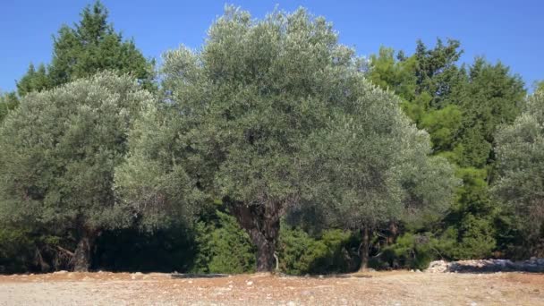 Olive Grove Uma Tarde Quente Verão Zoom Lento Europa Grécia — Vídeo de Stock