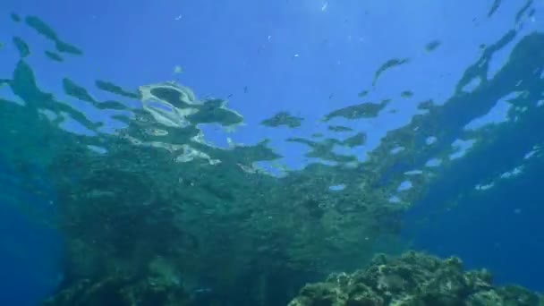 Snorkeling Camera Rises Smoothly Rocky Underwater Slope Emerges Surface — Video Stock