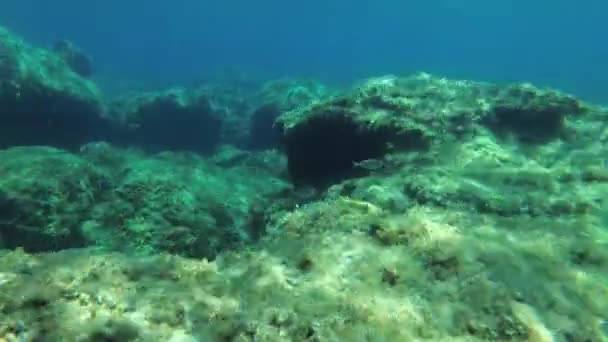 Скелястий Підводний Пейзаж Численними Рибами Променях Мерехтливого Сонячного Світла — стокове відео