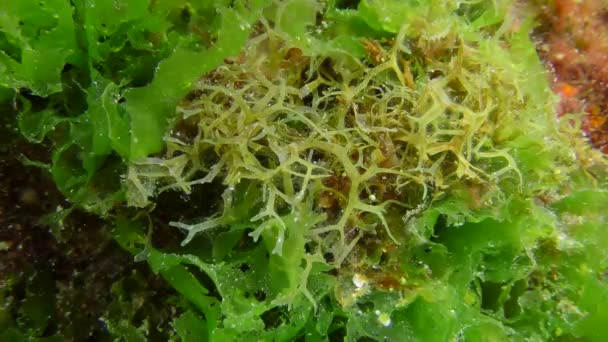 Бурые Водоросли Мелководье Средиземноморья Branched Algae Dictyota Dichotoma — стоковое видео