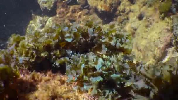 Dalgalar Halinde Sallanan Kahverengi Alg Çalıları Yapraklı Düz Bıçaklı Alga — Stok video