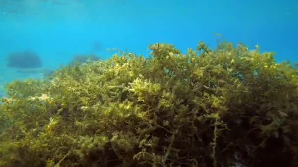 美しい水中風景 青い水の柱の背景に揺れる褐藻 — ストック動画