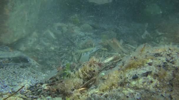 Sea Pollution Digging Fish Mullet Mullus Often Seek Food Heaps — Stockvideo