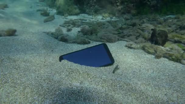 Lost Smartphone Sandy Bottom Annular Seabream Fish Swims — 비디오